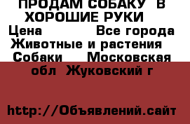 ПРОДАМ СОБАКУ  В ХОРОШИЕ РУКИ  › Цена ­ 4 000 - Все города Животные и растения » Собаки   . Московская обл.,Жуковский г.